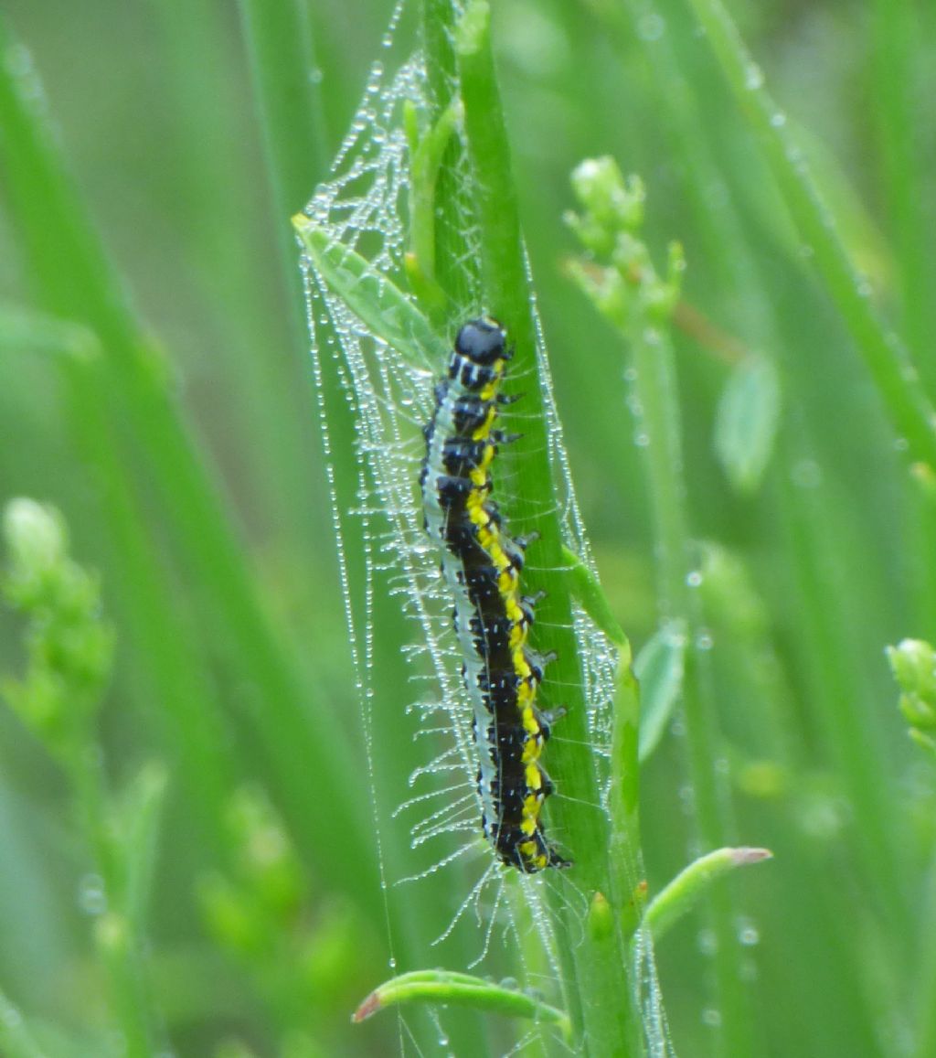 Bruco da identificare: Uresiphita gilvata - Crambidae